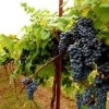 Enchantment Vineyards-black grapes
