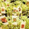 Whidbey Island Farmers Market-plants