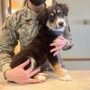Veterinary Treatment Facility- Beale AFB- dog