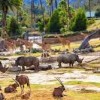 San Diego Zoo-rhino