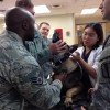Veterinary Staff and the Dog in Osan, South Korea
