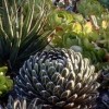 The Ruth Bancroft Garden- Travis AFB-succulent with red and green leaves