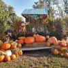 Braeutigam Orchards Scott AFB-pumpkin