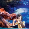 SeaWorld San Diego-octupos
