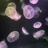 99 Island Jelly Fish in Sasebo, Japan
