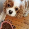 ALL CREATURES ANIMAL HOSPITAL- BREMERTON-dogo