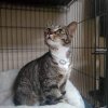 The Pet Brigade- Joint Base Lewis McChord-cat