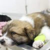 cal west pet hospital-travis afbpuppy