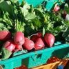 Goldendale Farmers Market-radish