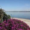 Grand Caribe Shoreline Park-plants
