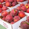 Pearl Farmers Market-nectarine