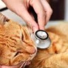 Animal Hospital in Fairfield- travis afb- cat
