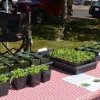 Morton Farmers Market Wa-plants