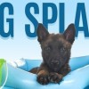 Dog Splash Event in Colorado, Colorado Springs