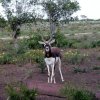 La Cardosa Ranch Texas-deer