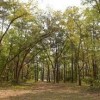 Mcintosh Sugar Miill Tabby Ruins- woods