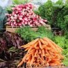 North Bend Farmers Market-carrots