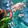 Pacific Seas Aquarium-JB Lewis-McChord-child with camera