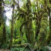 Hoh Rain Forest- Washington States- Tree