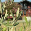 The Il Fiorello Olive Oil Company California- olive branch