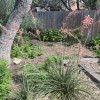 Urban Xeriscape Garden-plant