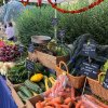 Wallingford Farmers Market-Zukini