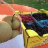 Sammamish Farmers Market-pears