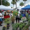 Brownwood Area Farmers Market-plants