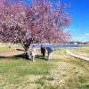 Greene Acres Park Clovis Nm-tree