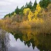 Tacoma Nature Center-JB Lewis-McChord-yellow leaves