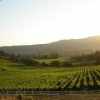 Vezer Family Vineyard California- sune rise