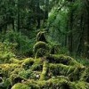Hoh Rain Forest- Washington States- trees