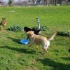 Off the Leash Dog Park- beale afb- dogs playing