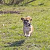 Dog is Running in Tacoma, Washington State