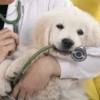 Arizona West Veterinary Clinic- MCAS Yuma-puppy Arizona West Veterinary Clinic- MCAS Yuma-puppy