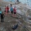 La Jolla Cove- rock 2
