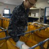 Sorting packages in Post Office at Atsugi, Japan