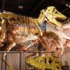 kumamoto-mifune-dinosaur-museum-82243