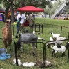 Beach Party Ponies &amp; Barnyard Petting Zoo-goat