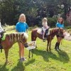 Beach Party Ponies &amp; Barnyard Petting Zoo-horse