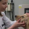 Veterinary Treatment Facility- Scott AFB-doctor Veterinary Treatment Facility- Scott AFB-doctor