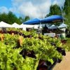 Bayview Farmers Market-lettuce