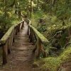 Tacoma Nature Center-JB Lewis-McChord-wooden bridge
