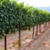 Vezer Family Vineyard California- vine yard