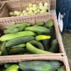 Clarkston Farmers Market Washington State-cocumber
