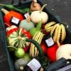 Emerson Garfield Farmer Market-squash