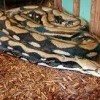 Reptile Gardens Rapid City-snake