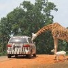 Pine Mountain Wild Animal Safari