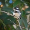 Bobelaine Audubon Sanctuary- beale afb- birds