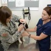 Examine the Dog and the Vet Doctors in Tacoma, Washington State